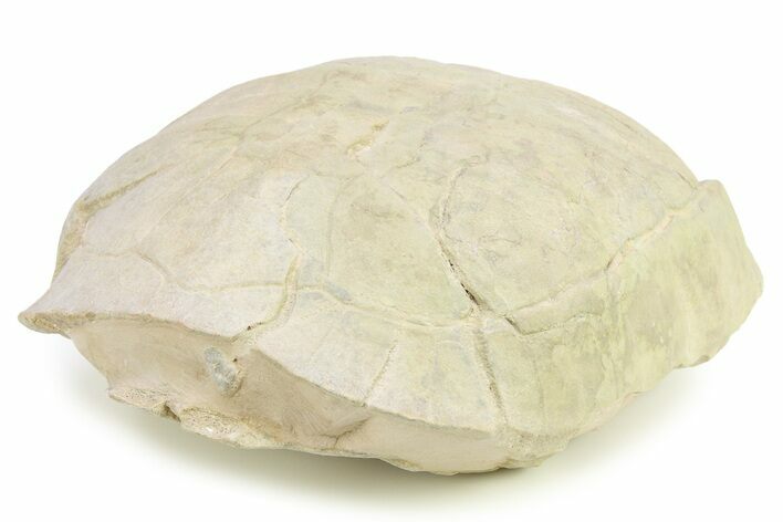 Inflated Fossil Tortoise (Stylemys) - South Dakota #284217